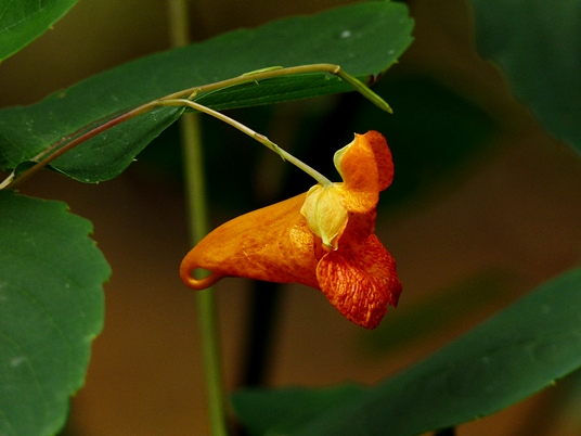 {Impatiens capensis}